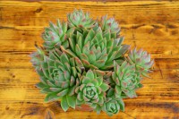 /album/echeveria/dsc0011-3-jpg/